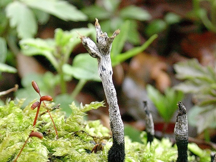 982 Aprile vecchio ritrovamento